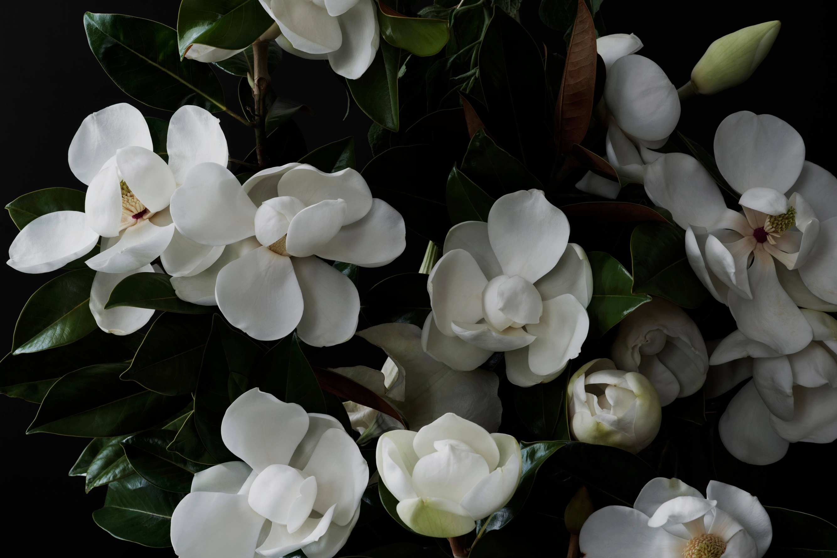 White magnolia blooms glowing against deep green foliage