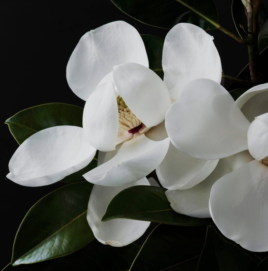 White magnolia blooms glowing against deep green foliage