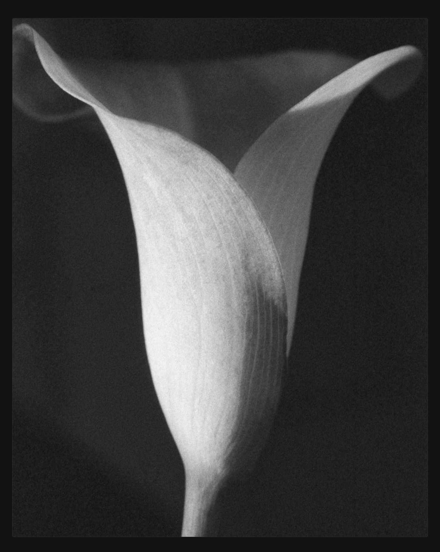 Monochrome close-up of a single furled calla lily
