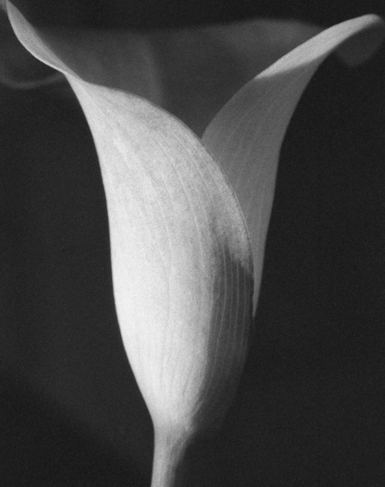 Monochrome close-up of a single furled calla lily