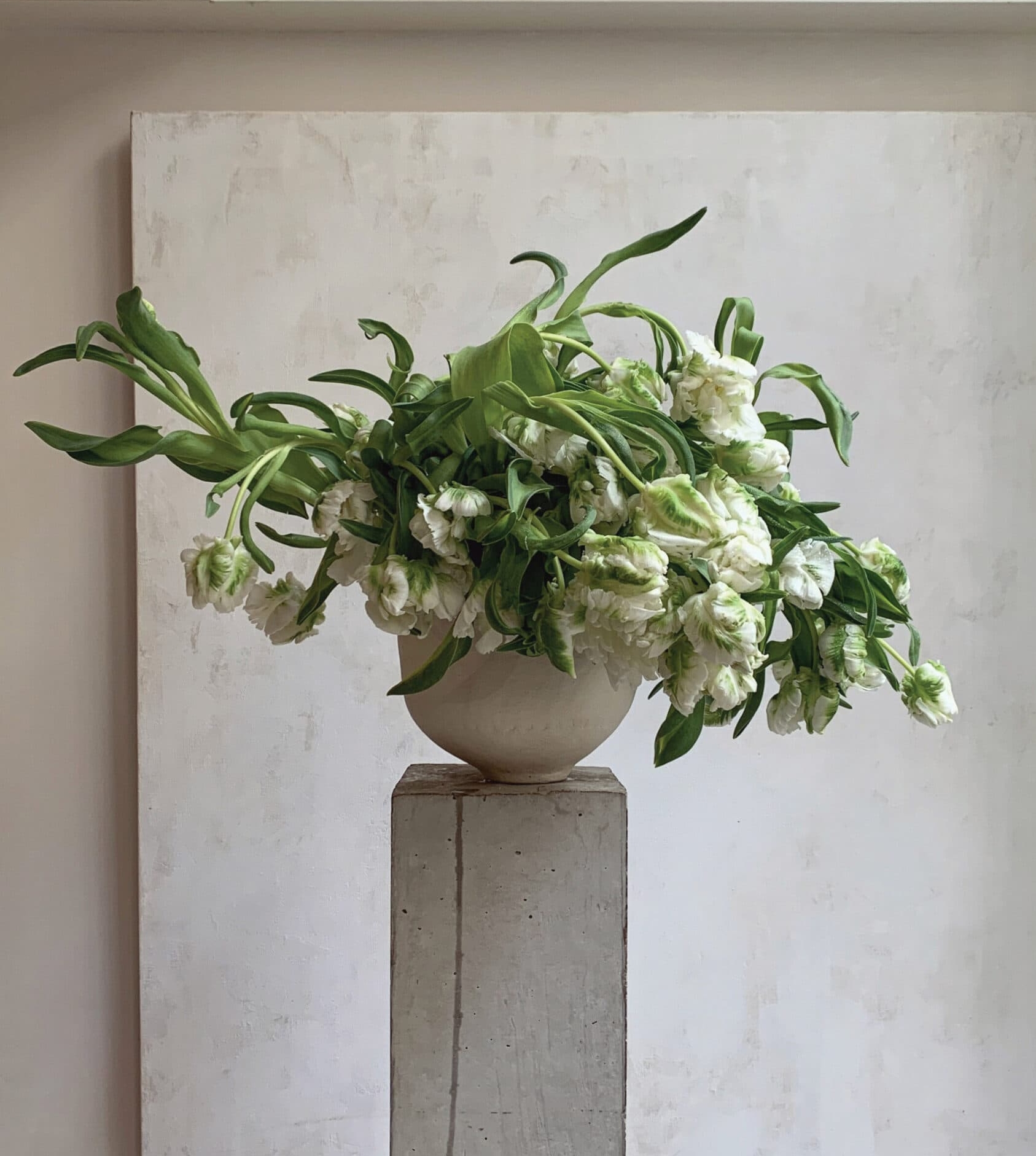 Green parrot tulips spilling from a stone urn on a plinth against a textured wall