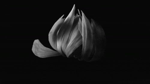 Solitary pale bloom unfurling its petals from deep shadow, a soft botanical study